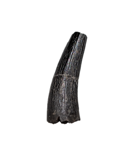 Stenopterygius (Ichthyosaur) Tooth. Early Jurassic Period, France