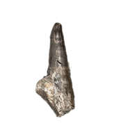 Stenopterygius (Ichthyosaur) Tooth. Early Jurassic Period, France