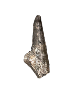 Stenopterygius (Ichthyosaur) Tooth. Early Jurassic Period, France