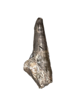 Stenopterygius (Ichthyosaur) Tooth. Early Jurassic Period, France