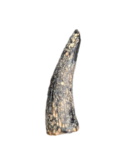 Plesiosaur? Tooth. Early Jurassic Period, France