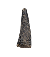 Plesiosaur? Tooth. Early Jurassic Period, France