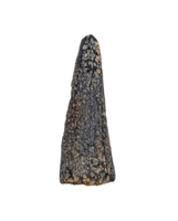 Plesiosaur? Tooth. Early Jurassic Period, France