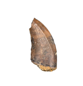 Acheroraptor Tooth