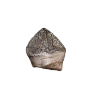 Pachycephalosaurus Tooth