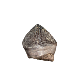 Pachycephalosaurus Tooth