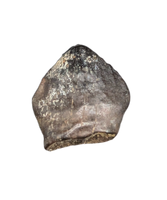 Pachycephalosaurus Tooth