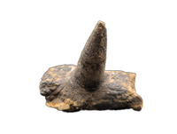 Spicomellus (Ankylosaur) Rib Section with Spike, El Mers Formation