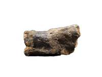 Spicomellus (Ankylosaur) Rib Section with Spike, El Mers Formation