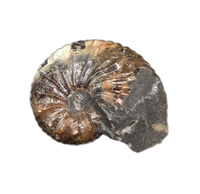 Hoploscaphites (Ammonite), Pierre Shale, North Dakota.