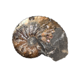 Hoploscaphites (Ammonite), Pierre Shale, North Dakota.