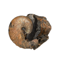 Jeletzkytes (Ammonite), Pierre Shale, North Dakota.