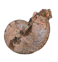 Jeletzkytes (Ammonite), Pierre Shale, North Dakota.