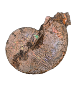 Jeletzkytes (Ammonite), Pierre Shale, North Dakota.