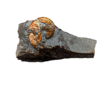 Jeletzkytes (Ammonite), Pierre Shale, North Dakota.