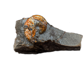 Jeletzkytes (Ammonite), Pierre Shale, North Dakota.