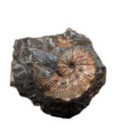 Hoploscaphites (Ammonite), Pierre Shale, North Dakota.