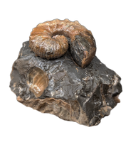 Hoploscaphites (Ammonite), Pierre Shale, North Dakota.