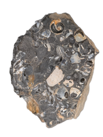 Hoploscaphites (Ammonite), Pierre Shale, North Dakota.