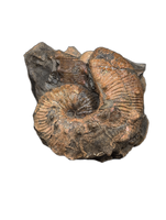 Large Hoploscaphites (Ammonite), Pierre Shale, North Dakota.