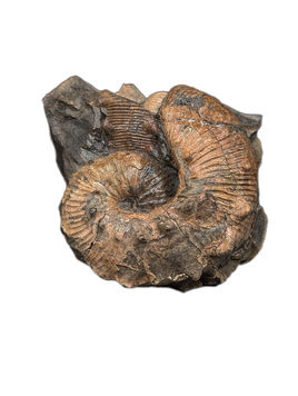 Large Hoploscaphites (Ammonite), Pierre Shale, North Dakota.