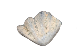 Arganodus (Lungfish) Tooth, Chinle Formation