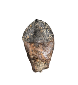 Ceratopsian Tooth, Judith River Formation