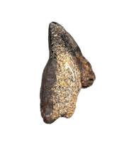 Ceratopsian Tooth, Judith River Formation