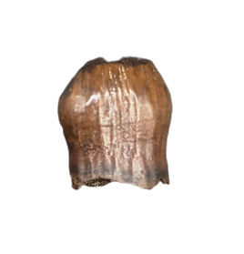 Thescelosaurus Pre Max Tooth from the Hell Creek Formation