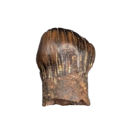 Thescelosaurus Pre Max Tooth from the Hell Creek Formation