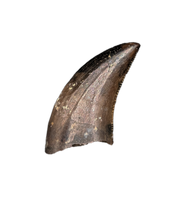 Acheroraptor Tooth