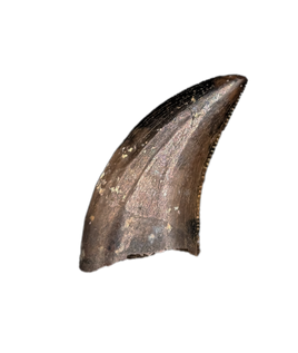 Acheroraptor Tooth