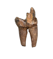 Mammal Tooth(Molar), Hell Creek Formation