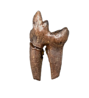 Mammal Tooth(Molar), Hell Creek Formation