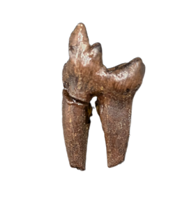 Mammal Tooth(Molar), Hell Creek Formation