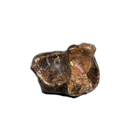 Mammal Tooth(Molar), Hell Creek Formation