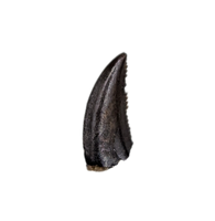 Troodon Tooth, Hell Creek Formation