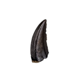 Troodon Tooth, Hell Creek Formation