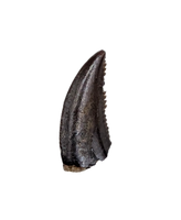 Troodon Tooth, Hell Creek Formation