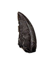 Troodon Tooth, Hell Creek Formation