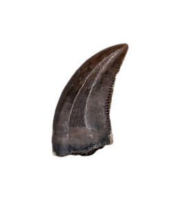 Acheroraptor Tooth, Hell Creek Formation