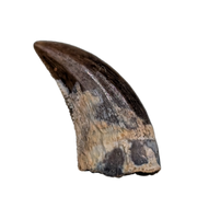 Acheroraptor Tooth, Hell Creek Formation