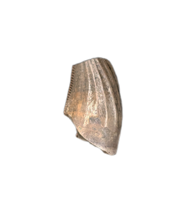 Zapsalis Tooth, Hell Creek Formation