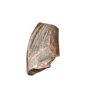 Zapsalis Tooth, Hell Creek Formation