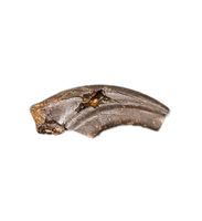 Trierarchuncus Claw, Hell Creek Formation