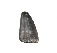 Mosasaur Tooth, Late Cretaceous of North Carolina