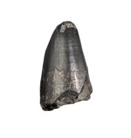 Mosasaur Tooth, Late Cretaceous of North Carolina