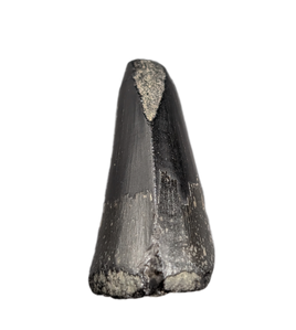 Mosasaur Tooth, Late Cretaceous of North Carolina