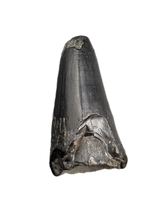 Mosasaur Tooth, Late Cretaceous of North Carolina