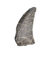 Allosaurus Tooth,  Morrison Formation